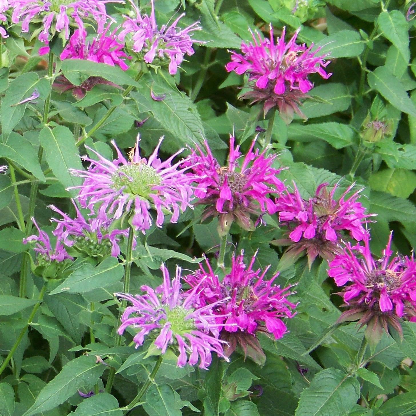 Monarda Didyma Balmy Lilac - View 4 from www redcrocus com