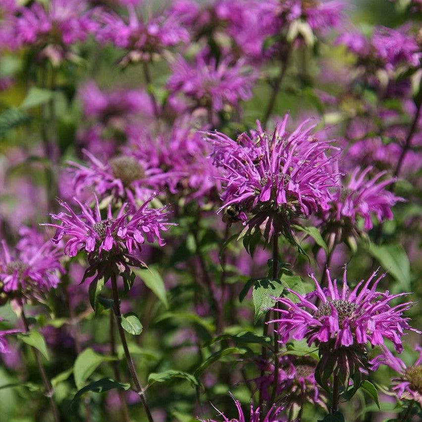 Monarda Didyma Balmy Lilac - View 5 from www redcrocus com