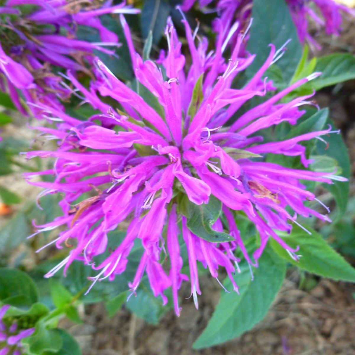 Monarda Didyma Balmy Lilac - View 6 from www redcrocus com
