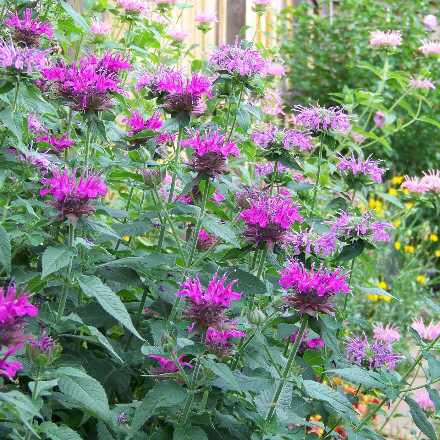 Monarda Didyma Balmy Lilac - View 7 from www redcrocus com