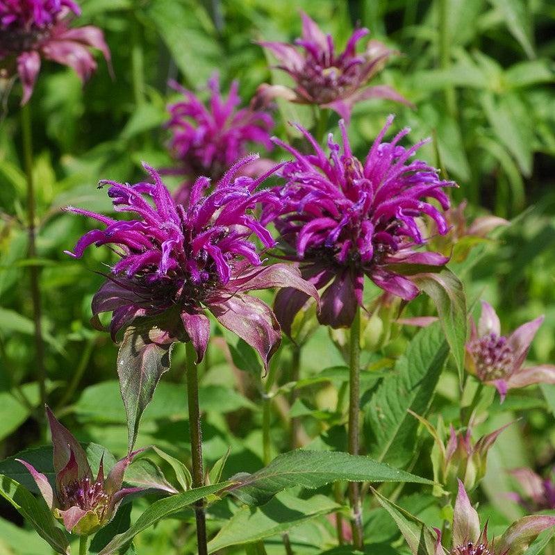 Monarda Didyma Balmy Lilac - View 8 from www redcrocus com