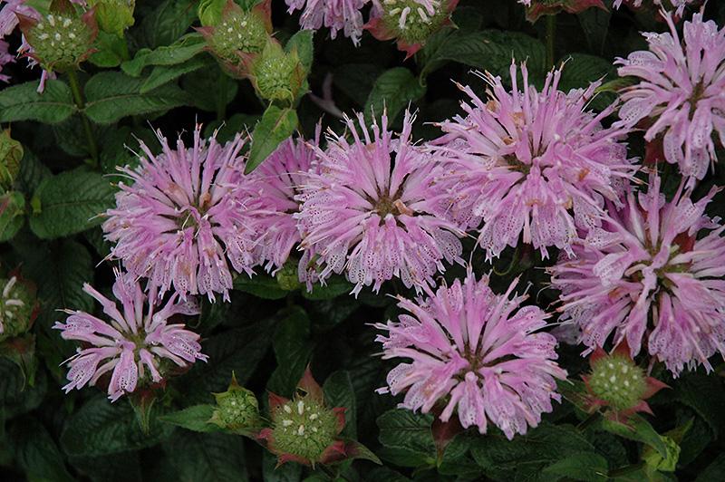 Monarda Didyma Balmy Lilac - View 9 from www redcrocus com