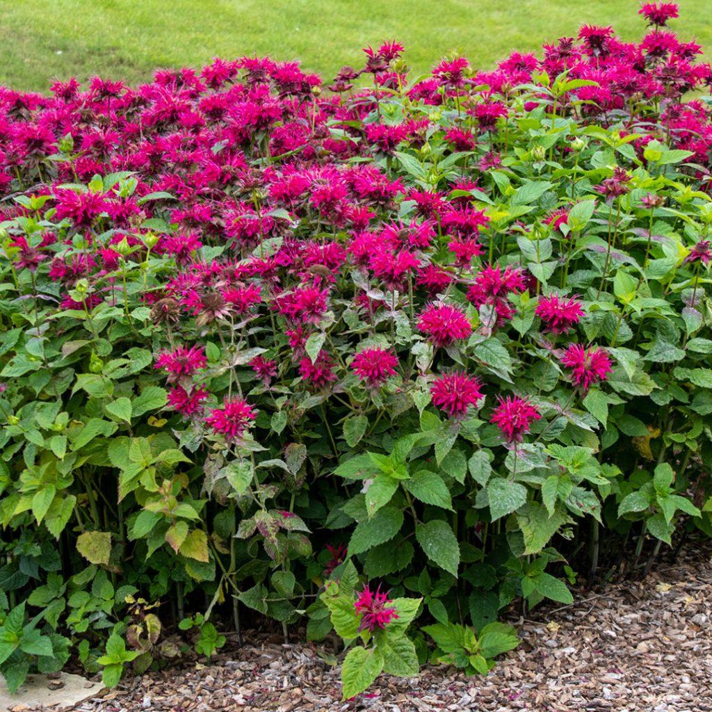 Monarda Didyma Raspberry Wine - View 1 from www redcrocus com
