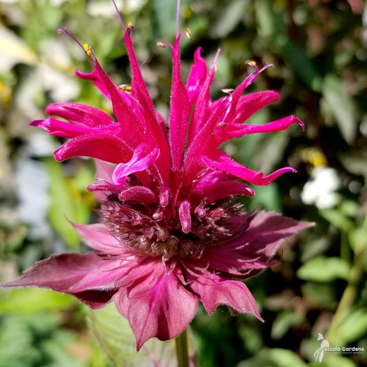 Monarda Didyma Raspberry Wine - View 2 from www redcrocus com
