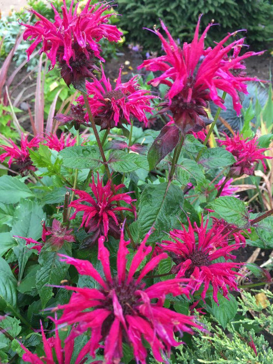 Monarda Didyma Raspberry Wine - View 3 from www redcrocus com
