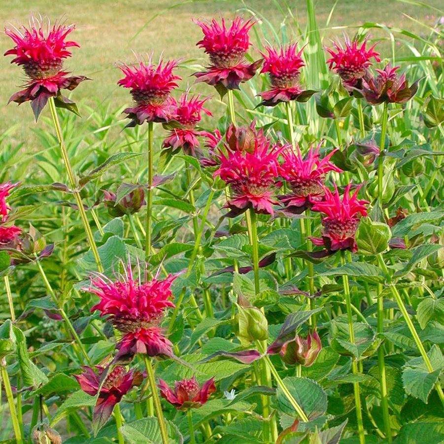 Monarda Didyma Raspberry Wine - View 4 from www redcrocus com