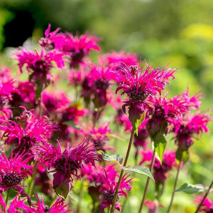 Monarda Didyma Raspberry Wine - View 5 from www redcrocus com