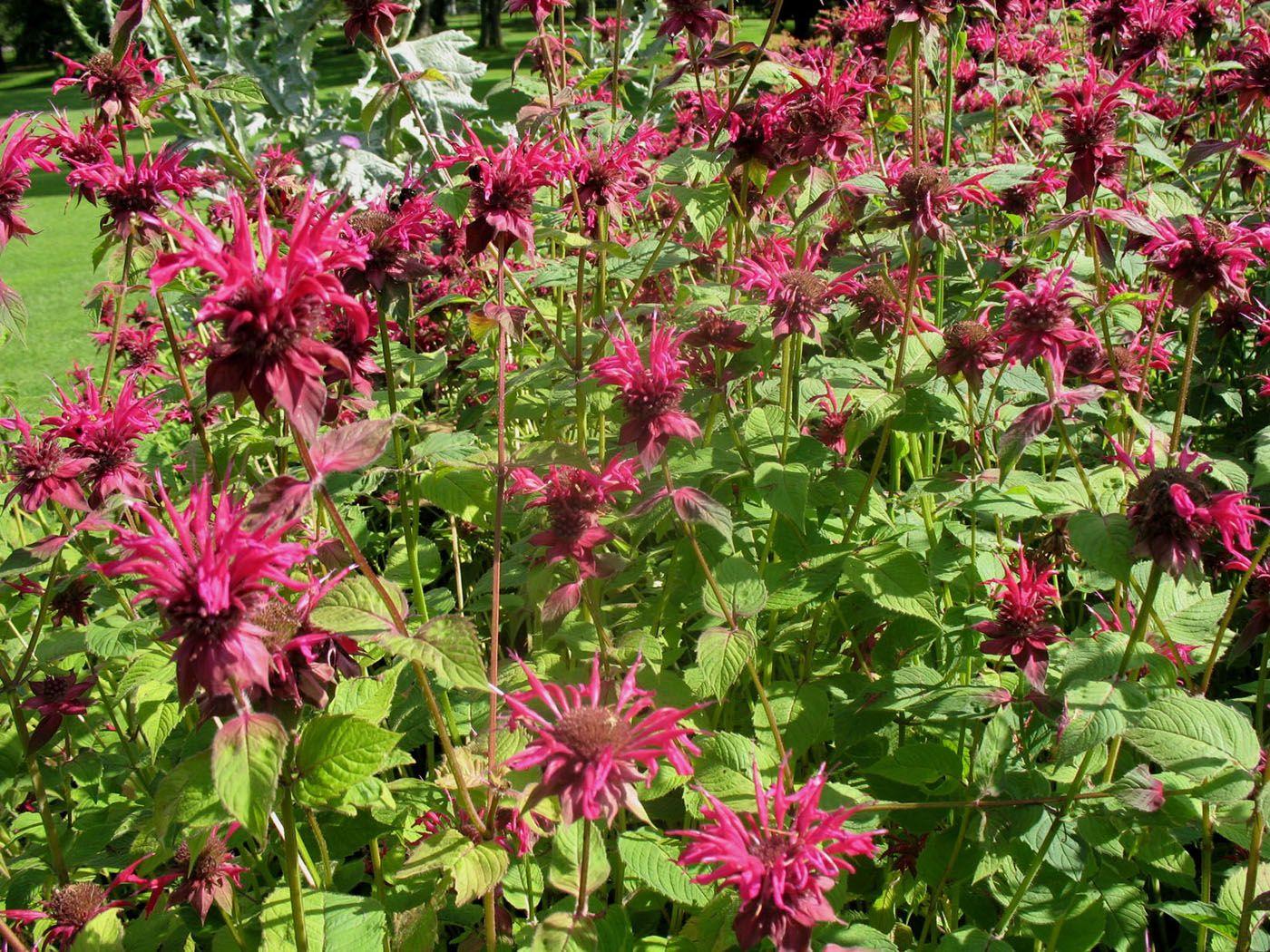 Monarda Didyma Raspberry Wine - View 6 from www redcrocus com