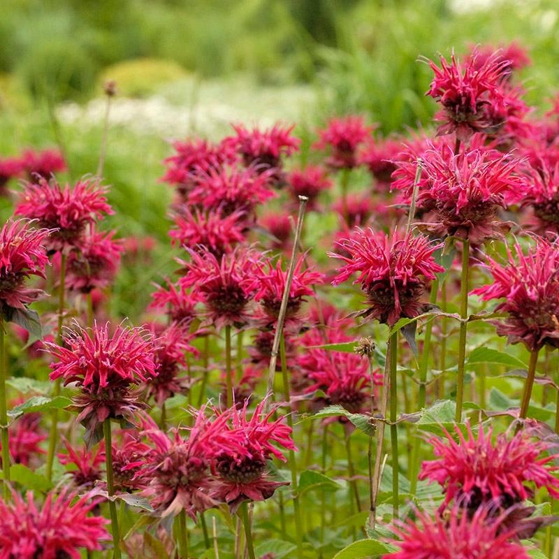 Monarda Didyma Raspberry Wine - View 7 from www redcrocus com