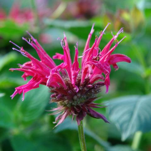 Monarda Didyma Raspberry Wine - View 8 from www redcrocus com
