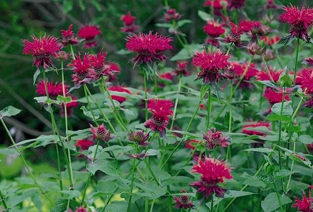 Monarda Didyma Raspberry Wine - View 9 from www redcrocus com