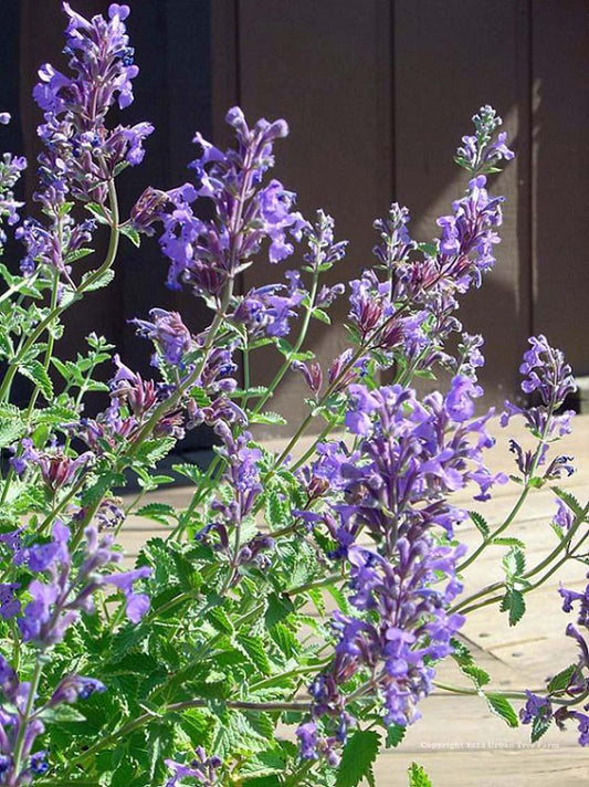 Nepeta Racemosa Walker S Low - View 10 from www redcrocus com