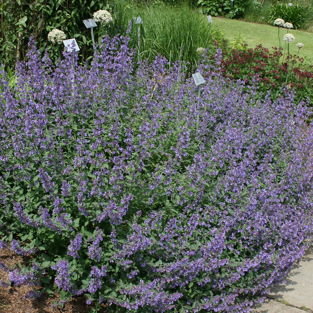 Nepeta Racemosa Walker S Low - View 20 from www redcrocus com