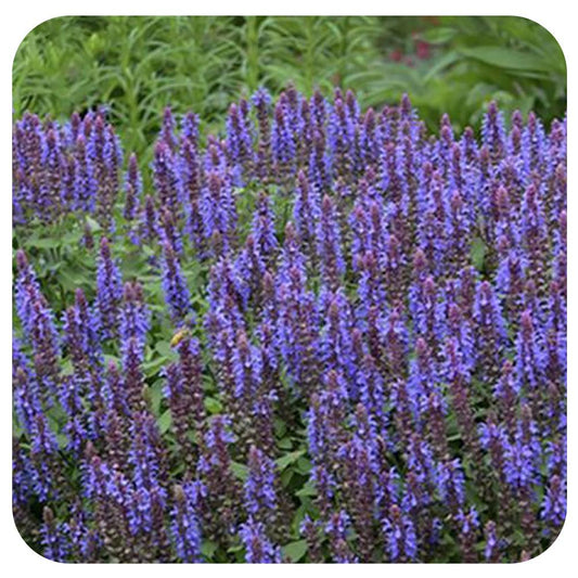 Salvia Nemorosa Sensation Sky Blue - View 10 from www redcrocus com