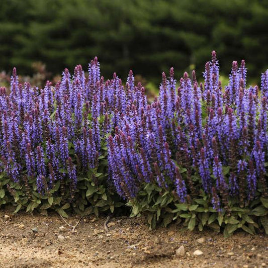 Salvia Nemorosa Sensation Sky Blue - View 1 from www redcrocus com