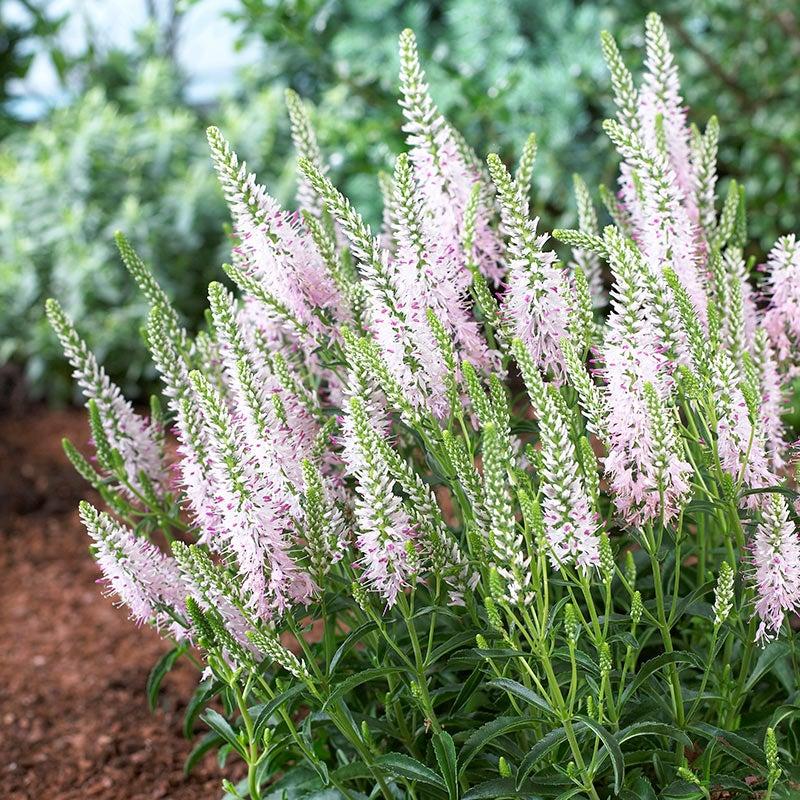 Veronica Spicata Moody Blues Pink - View 10 from www redcrocus com