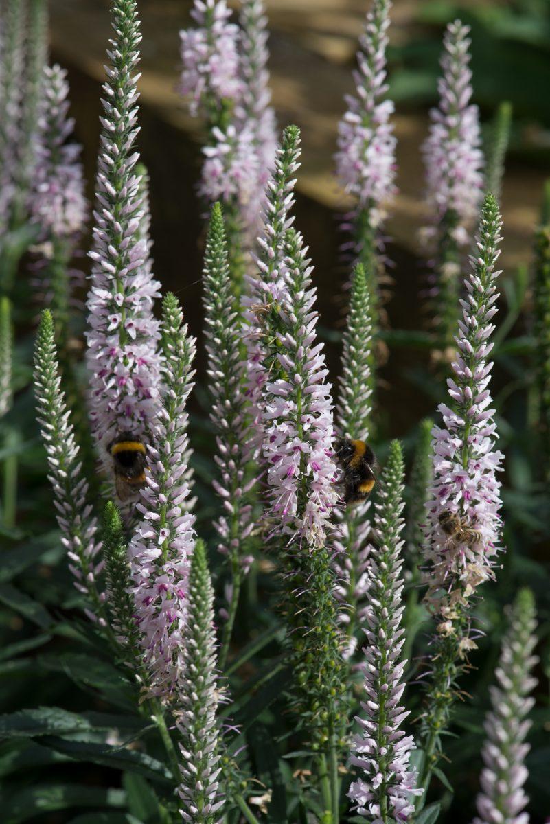 Veronica Spicata Moody Blues Pink - View 11 from www redcrocus com