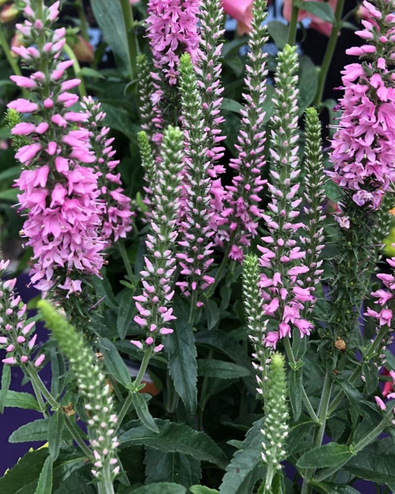 Veronica Spicata Moody Blues Pink - View 12 from www redcrocus com