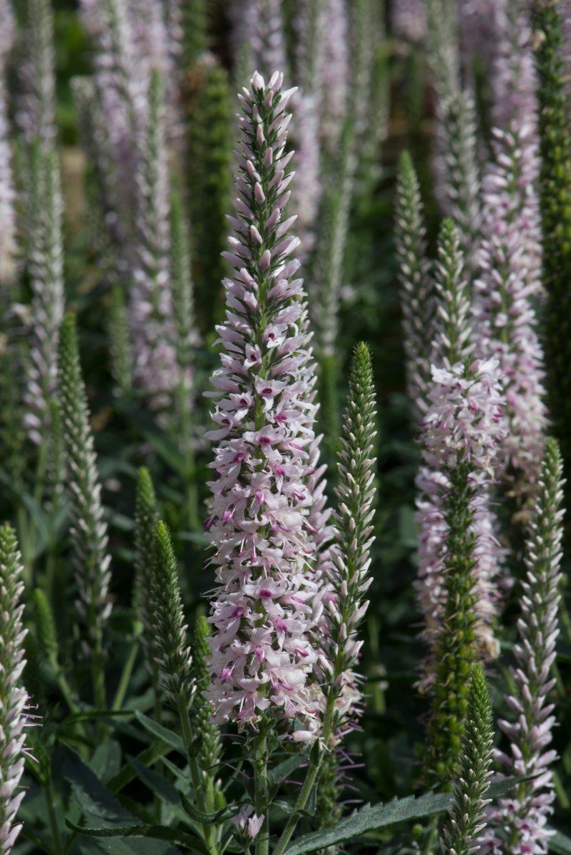 Veronica Spicata Moody Blues Pink - View 13 from www redcrocus com
