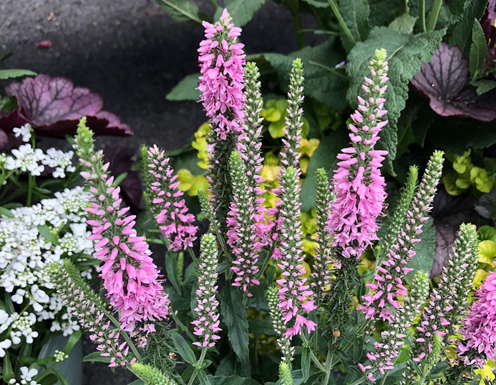 Veronica Spicata Moody Blues Pink - View 14 from www redcrocus com