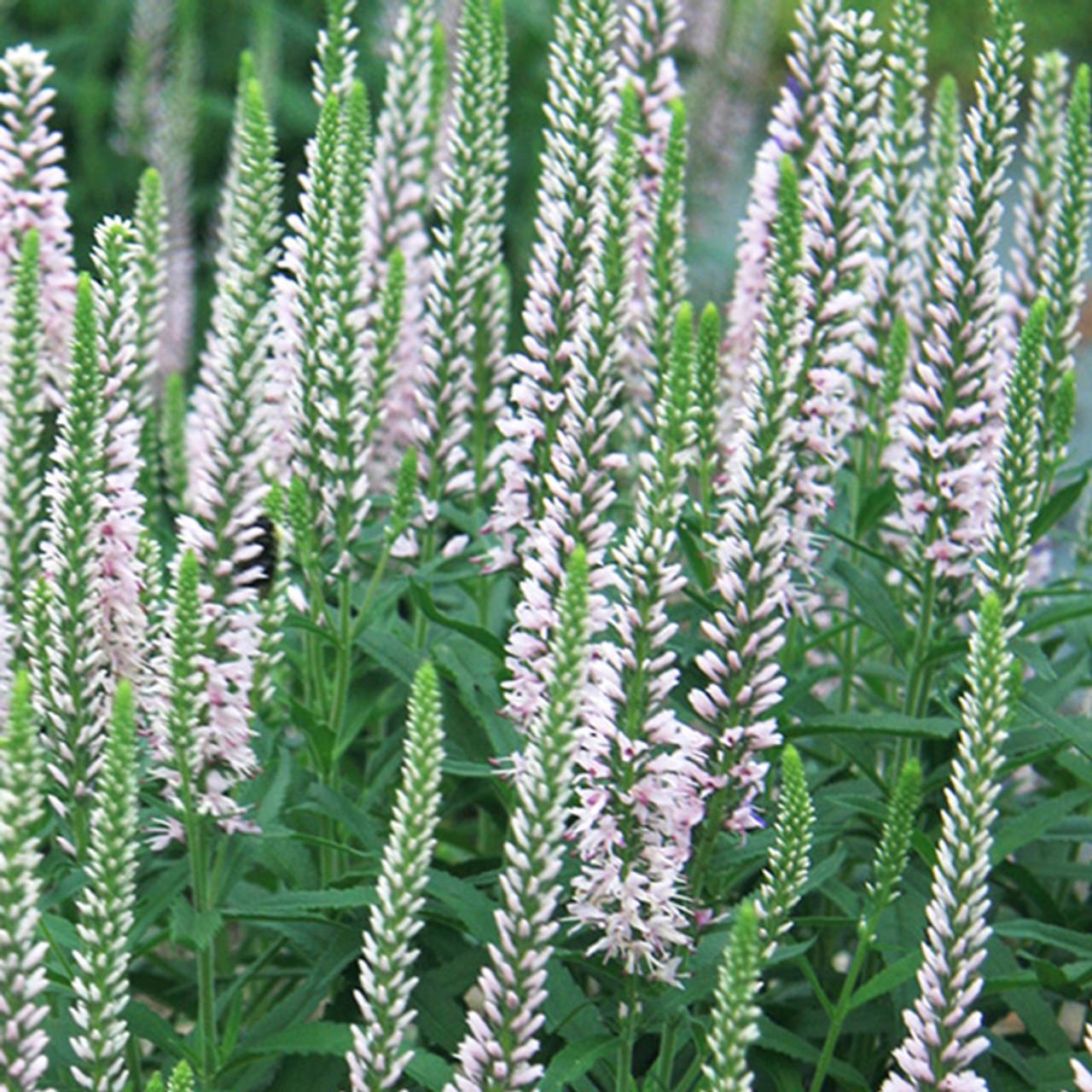 Veronica Spicata Moody Blues Pink - View 15 from www redcrocus com