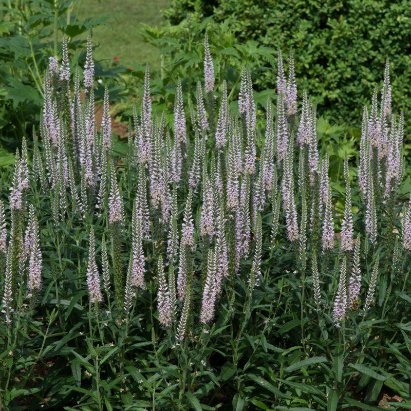 Veronica Spicata Moody Blues Pink - View 17 from www redcrocus com