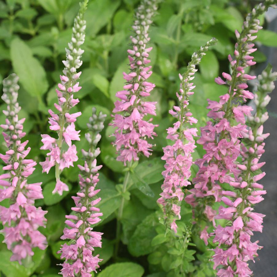 Veronica Spicata Moody Blues Pink - View 1 from www redcrocus com