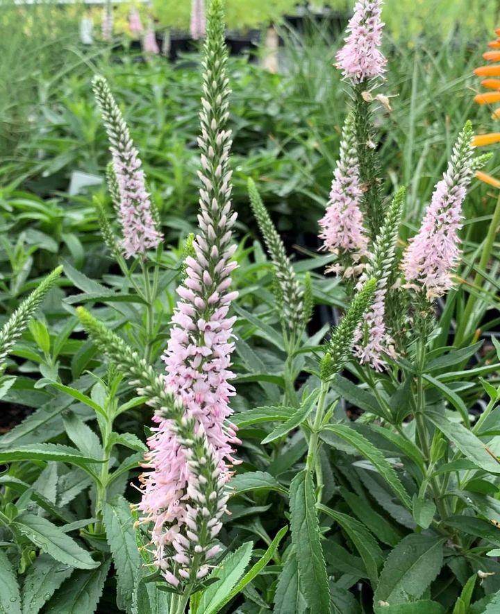 Veronica Spicata Moody Blues Pink - View 2 from www redcrocus com