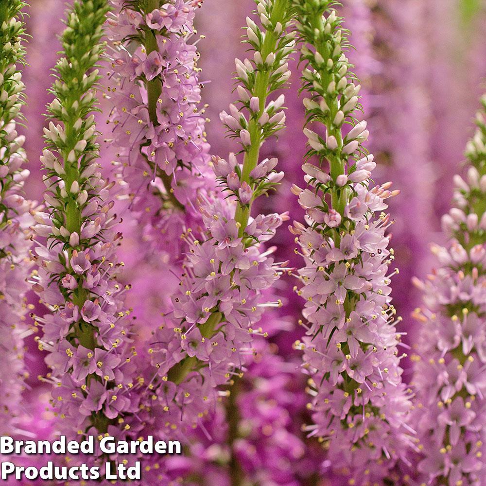 Veronica Spicata Moody Blues Pink - View 3 from www redcrocus com