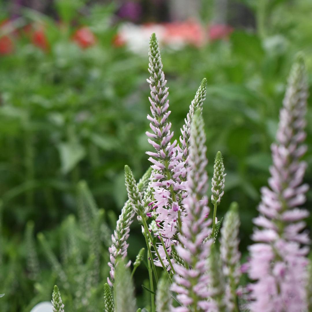 Veronica Spicata Moody Blues Pink - View 4 from www redcrocus com