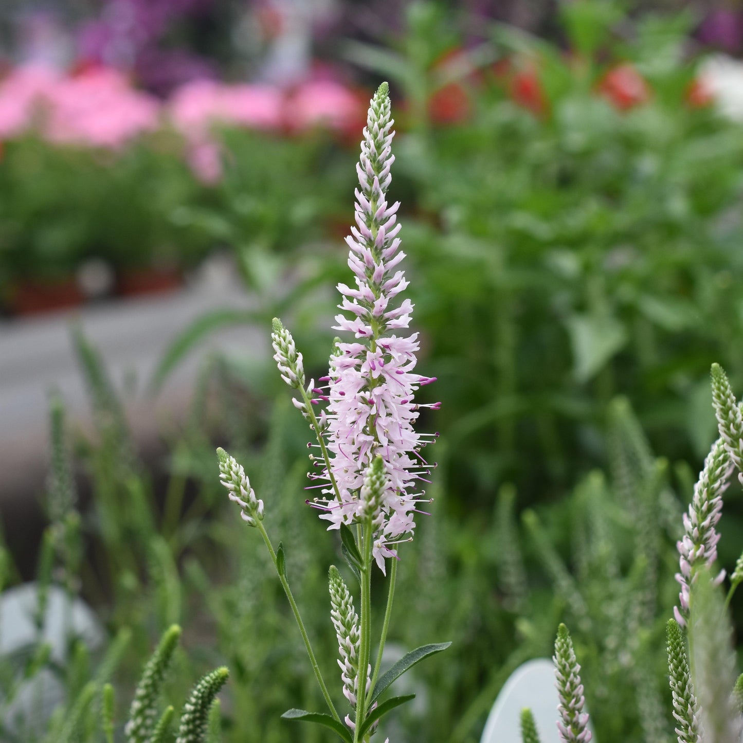 Veronica Spicata Moody Blues Pink - View 6 from www redcrocus com