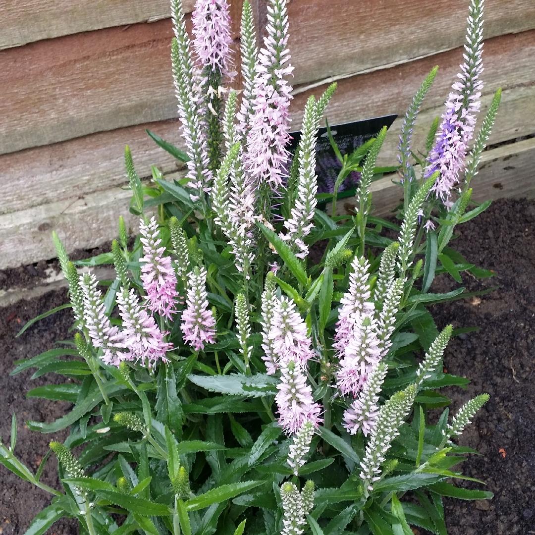 Veronica Spicata Moody Blues Pink - View 7 from www redcrocus com