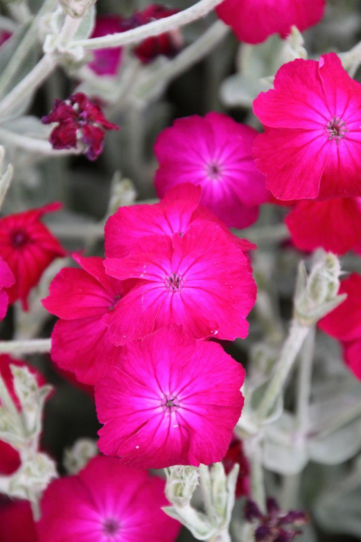 Lychnis Coronaria - View 11 from www redcrocus com