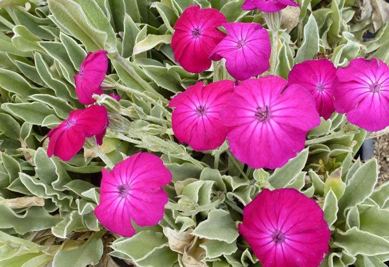 Lychnis Coronaria - View 15 from www redcrocus com