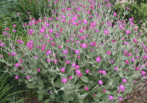 Lychnis Coronaria - View 16 from www redcrocus com