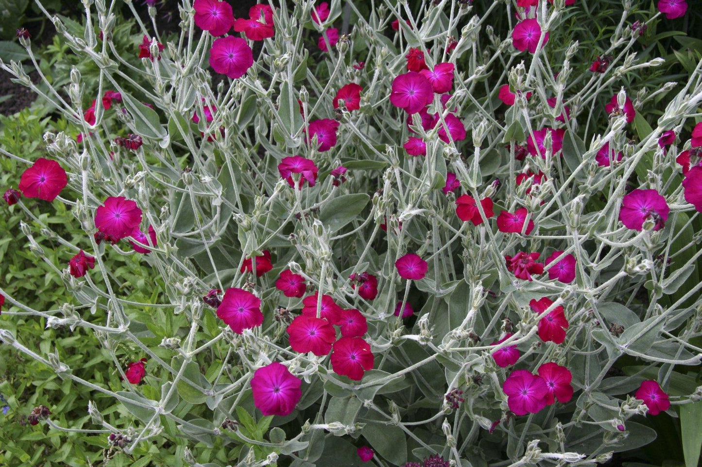 Lychnis Coronaria - View 20 from www redcrocus com