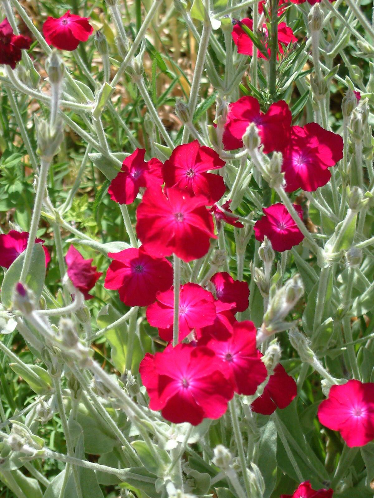 Lychnis Coronaria - View 2 from www redcrocus com