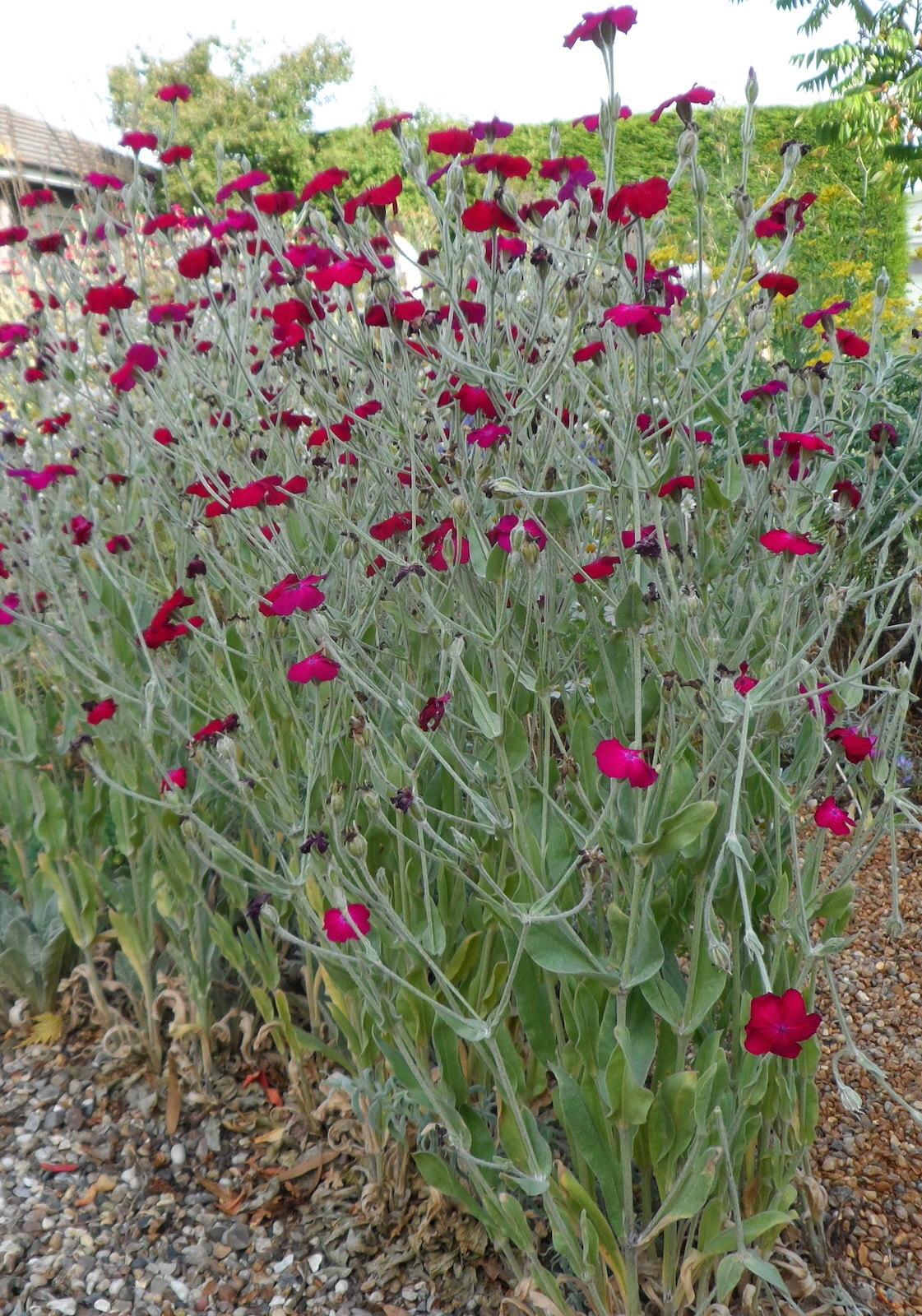 Lychnis Coronaria - View 4 from www redcrocus com