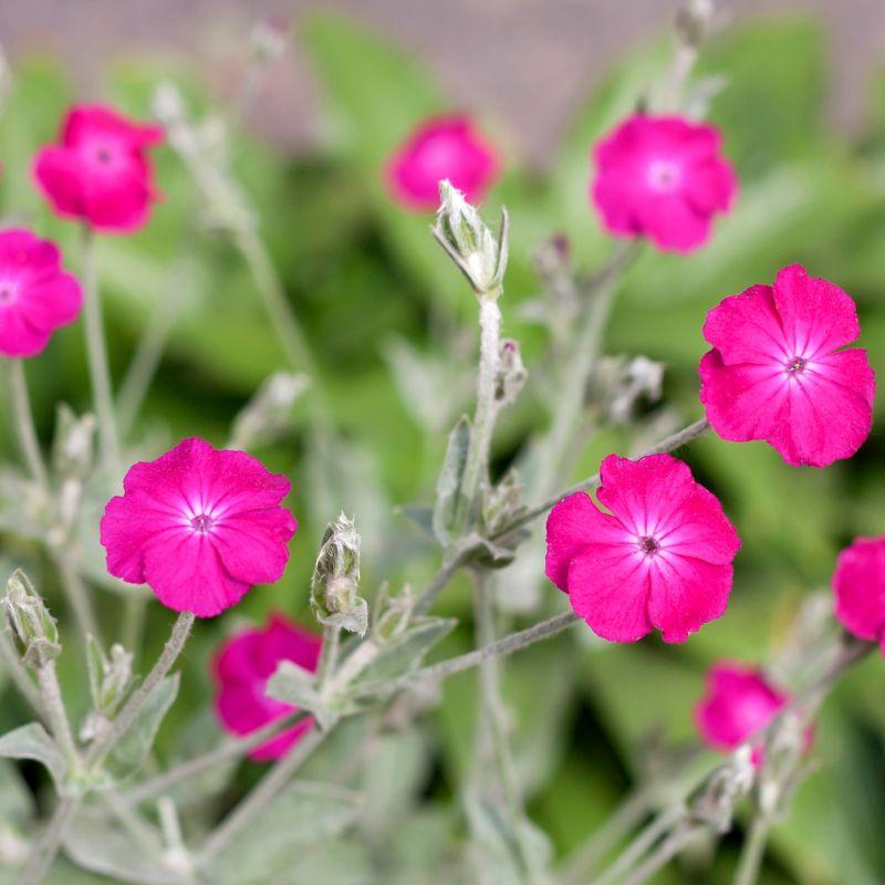 Lychnis Coronaria - View 8 from www redcrocus com