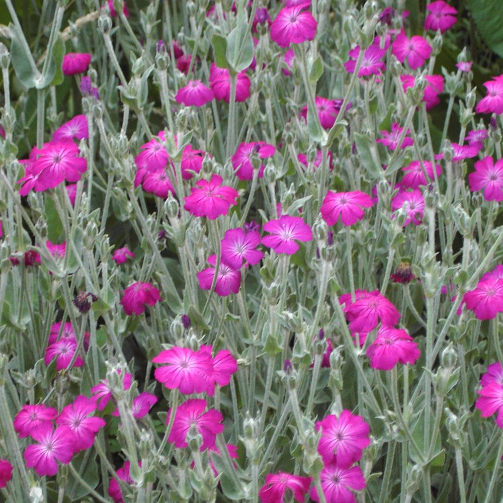 Lychnis Coronaria - View 9 from www redcrocus com