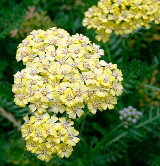Achillea Millefolium Desert Eve Yellow - View 1 from www redcrocus com