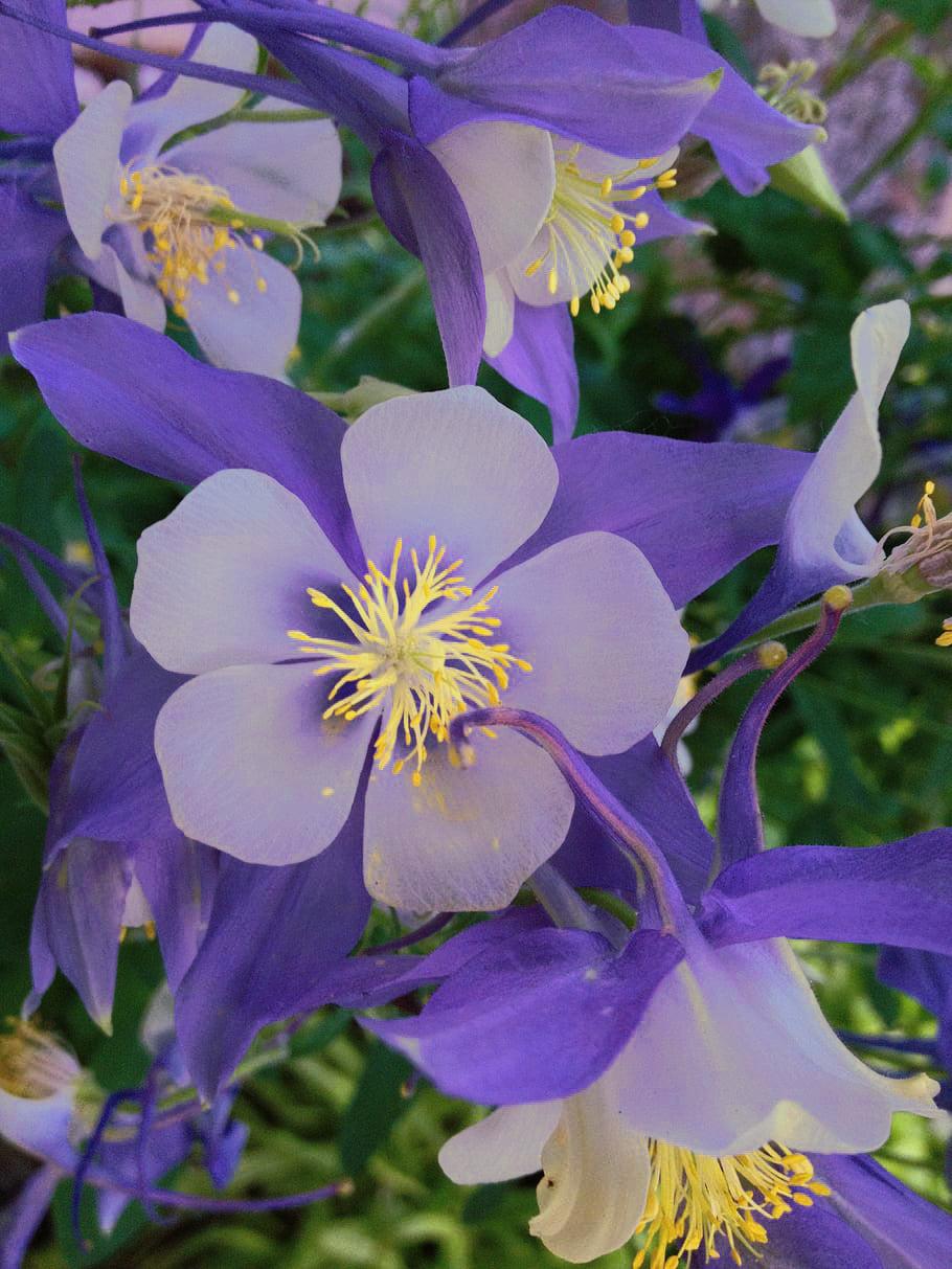 Aquilegia Earlybird Purple Blue - View 11 from www redcrocus com