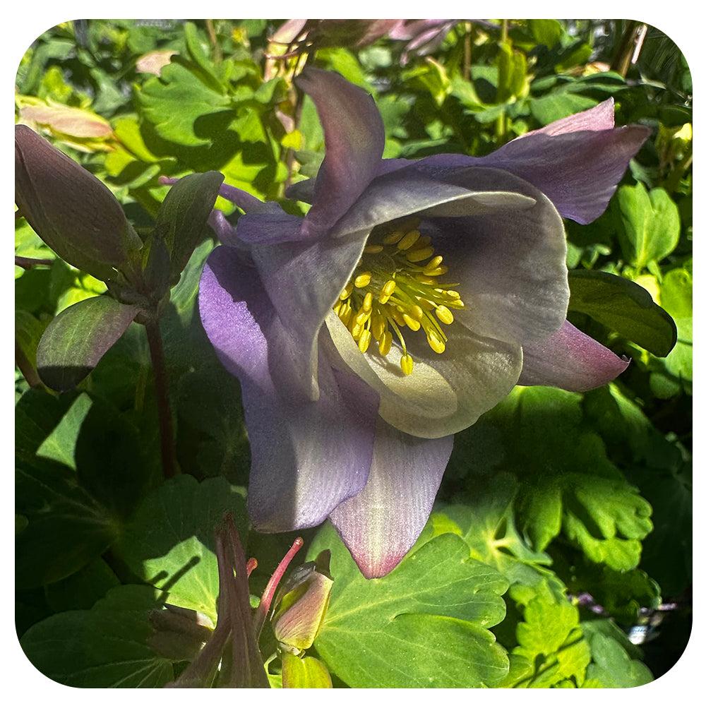 Aquilegia Earlybird Purple Blue - View 12 from www redcrocus com