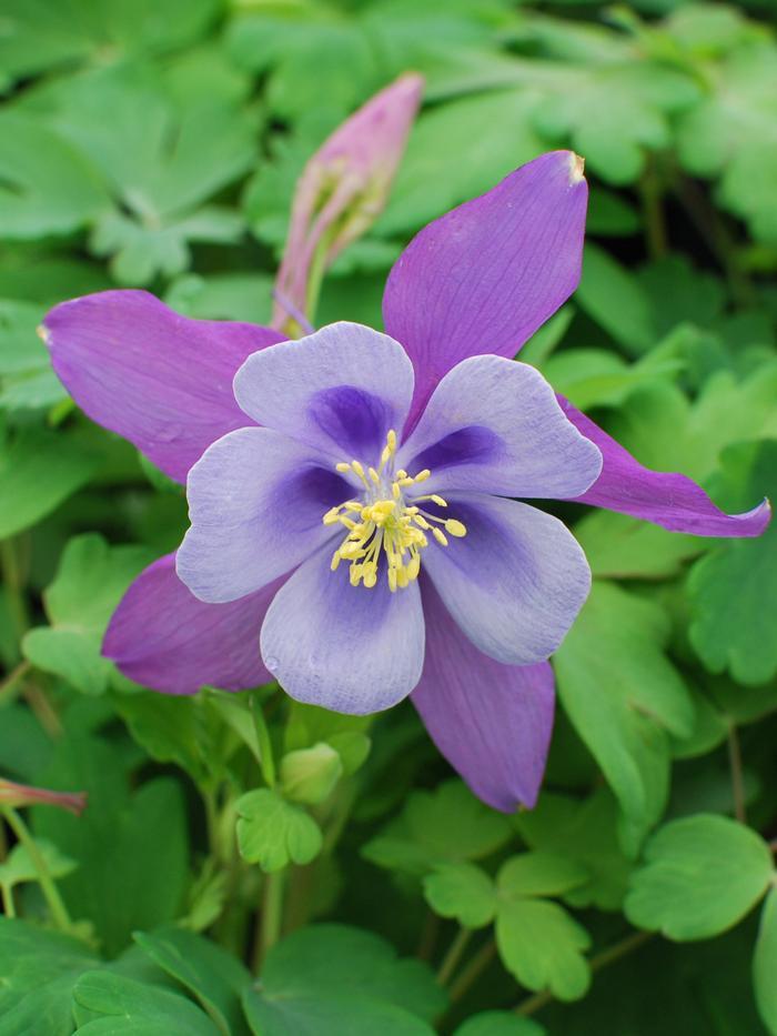 Aquilegia Earlybird Purple Blue - View 13 from www redcrocus com