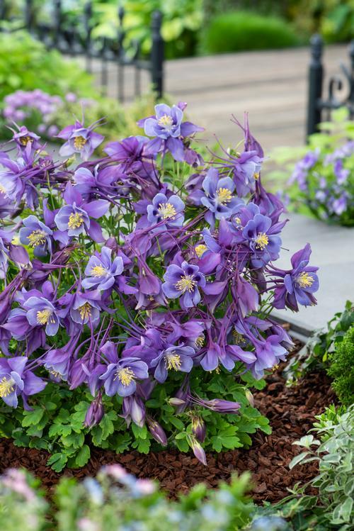 Aquilegia Earlybird Purple Blue - View 15 from www redcrocus com