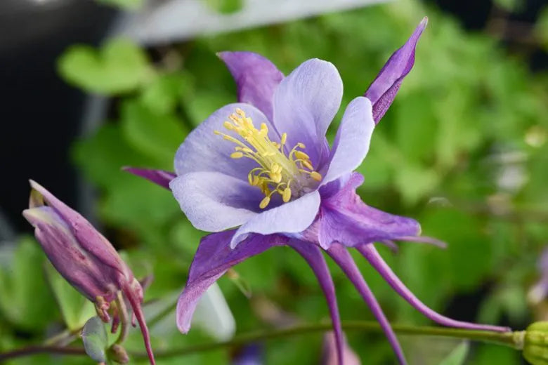 Aquilegia Earlybird Purple Blue - View 16 from www redcrocus com