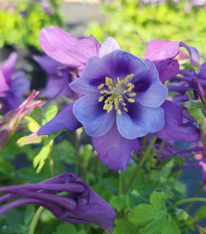 Aquilegia Earlybird Purple Blue - View 16 from www redcrocus com