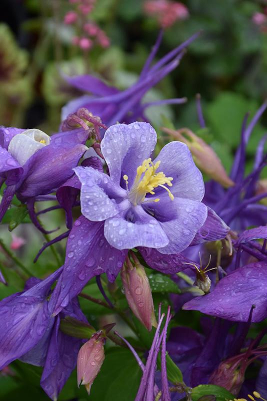 Aquilegia Earlybird Purple Blue - View 17 from www redcrocus com