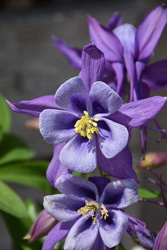 Aquilegia Earlybird Purple Blue - View 18 from www redcrocus com