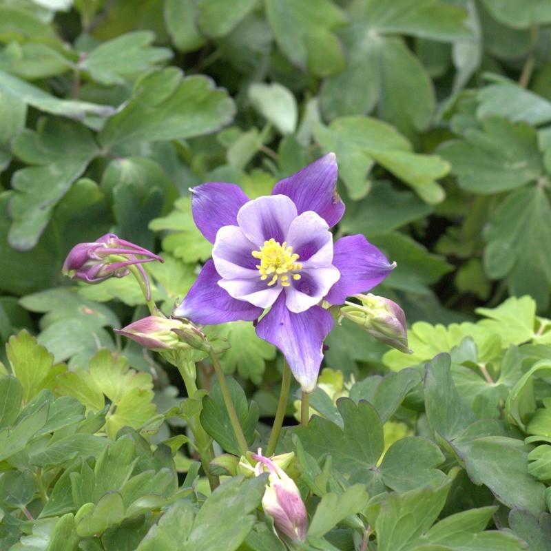Aquilegia Earlybird Purple Blue - View 19 from www redcrocus com